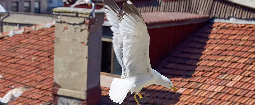 Residential Chimney Animal Removal Solution in St. Matthews, KY